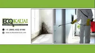 Eco Kauai Services | Kaua&rsquo;i Mold Remediation Experts | Certified Mold Removal & Inspection