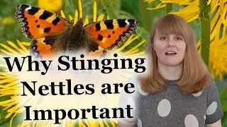 Small Tortoiseshell - Weekly Facts About Animals in the United Kingdom- Episode 7 | Creature Fridays
