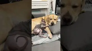 Любит своего кота😊