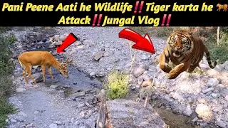 Pani Peene Aati he Wildlife‼️Tiger karta he 🐅 Attack‼️Jungal Vlog‼️