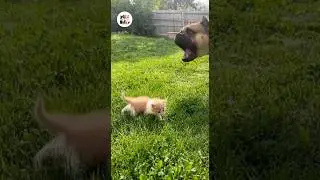 Big Dog Picks on Tiny Kitten&hellip; Until Mama Cat Shows Who&rsquo;s Boss 😳🐾 #cats #dogs #funny #animallovers