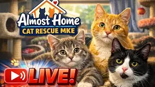 Slow Friday Kitten Room LIVE | Cozy Rescue Kittens