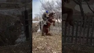 😱😱 #horse #лошади #кони #лошадь #лайк #rek #лайки #подписка