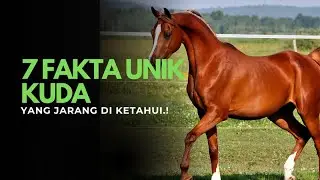 7 Fakta Unik Kuda yang Jarang Diketahui! Nomor 4 Bikin Terpukau!