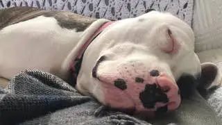 Dog dreaming of food