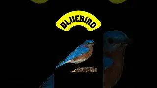 Буква B | B &mdash; Синяя птичка 🐦 | Алфавит и фонетика для детей | Азбука для малышей | #алфавит