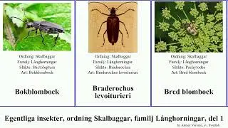 Egentliga insekter, ordning Skalbaggar, familj L&aring;nghorningar, del 1 blombock djur insect martyr