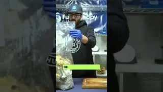 Second Flushing Mushroom Bags Tips & Tricks