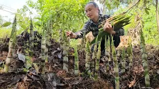 Harvest baby bamboo shoots, how to boil bamboo shoots and bring them to the market to sell