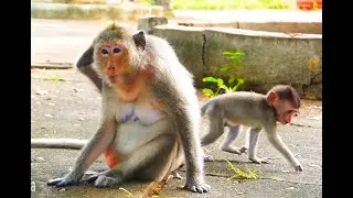 Monkey pigtail Hug and Kidnapping Baby MO MO Run to away when mother leave
