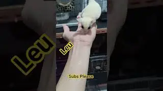 Leucistic Sugar Glider #sugargliderlover #sugieglidepekanbaru #cute #pets #adorable