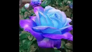 The  Blue Rose of Magdalene Consciousness #Venus