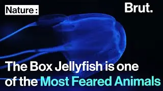 The box jellyfish is one of the most feared animals