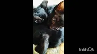 Mother feeding babies #cat feeding #furrycat #cutecat #video short