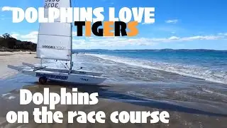 Paper Tiger Catamaran training & racing Episode 86