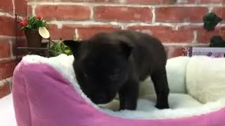 ペットショップCOO&RIKU　No.446862　甲斐犬