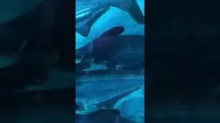 elegant Under water tunnel Aquarium 🐟🐠🐡 #aquarium #fish #fishtank  #vadodara #india #sea #ocean