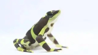 Frogs Living at the Panama Amphibian Rescue and Conservation Project's New Rescue Lab in Panama