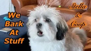 We bark at stuff - Shih Poo puppies @ 6-7 months