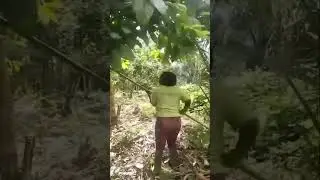 The Head Of Honest Shipping Cocoa Farm Hard At Work.