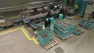 #medjool dates sorting using #Elisam sorting machin in #jordan