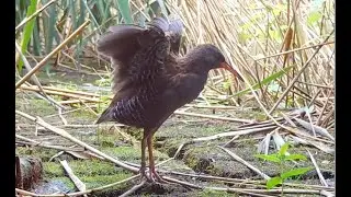 Dancing water rail