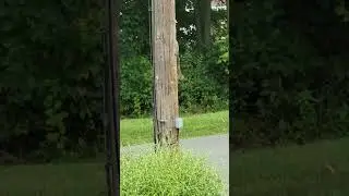 SQUIRREL ASKING HELP