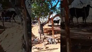 sitio boa vista Tavares PB,,&agrave;s belezas e &agrave;s riquezas do sert&atilde;o nordestino!