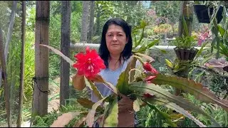 CACTO ORQUIDEA, DICAS DE CULTIVO