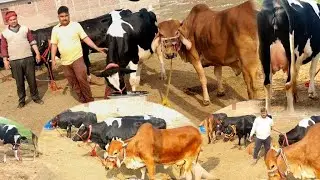 Cow for sale | रिंकू डेयरी फार्म मुरादगंज औरैया | Hf sahiwal gir cow dairy farm | Rinku dairy farm