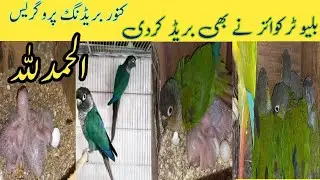 Blue Turquoise conure Breeding Alhamdulillah|Conure Breeding Progress @PARROTDIPANKAR