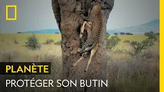 Pour prot&eacute;ger son butin de chasse des charognards, ce l&eacute;opard le cache... dans un arbre