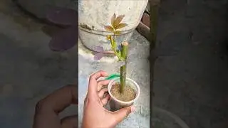 #rose || how to grow rose cutting||
