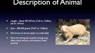 Plains Pocket Gopher  Geomys bursarius
