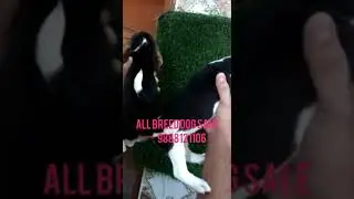 Pet store dog seller dog shop in jalandhar buy dog in jalandhar