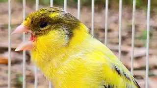 Canary Singing : Does your bird like this video? Birds sing every day.