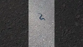 Ussis&otilde;nad #grasssnake #snakelovers #wildlifeencounters #reptilelife  #unexpectednature #wildvibes
