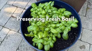 Preserving Fresh Basil