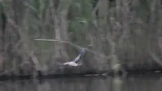 Little Bittern - Ladywalk NR (WMBC members only) 7thJun2023