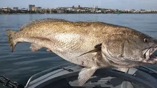 Jew Fish Cutting Mastery 🐟 | Full Professional Fish Market Style | Zero Waste Technique 4K