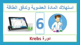 الجزء 6: أكسدة حمض البيروفيك - دورة Krebs