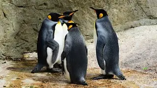 You Won&rsquo;t Believe Where These PENGUINS Are Going! 4K HDR