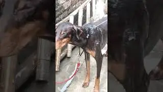 Doberman bath time// #Dangerous Doberman #fighter pitbull