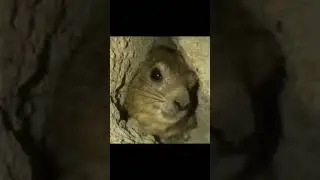 squirrel screaming