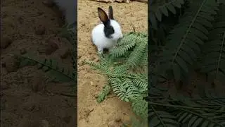 5 Little Bunnies eating time | My Cute so Beautiful and handsome #subscribe NS Animals Lover #viral