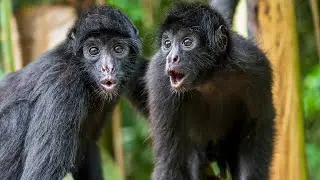 This monkey has abilities that seem otherworldly!