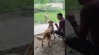 My dogs go to a pet-friendly zoo!