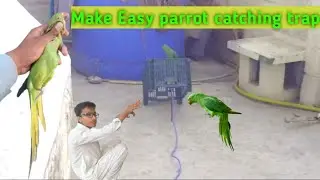 How to make parrot catching trap at home esily 🏡🦜