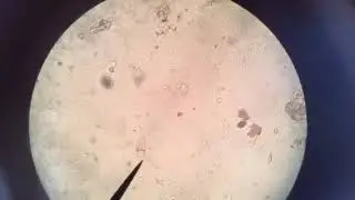 Microscope exploration!