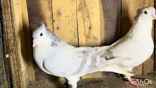 😱😱Quality Sharazi big pairs for sale location Saidabad ￼ #7288076179